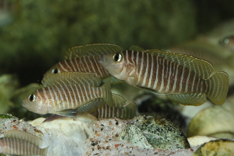 Neolamprologus similis